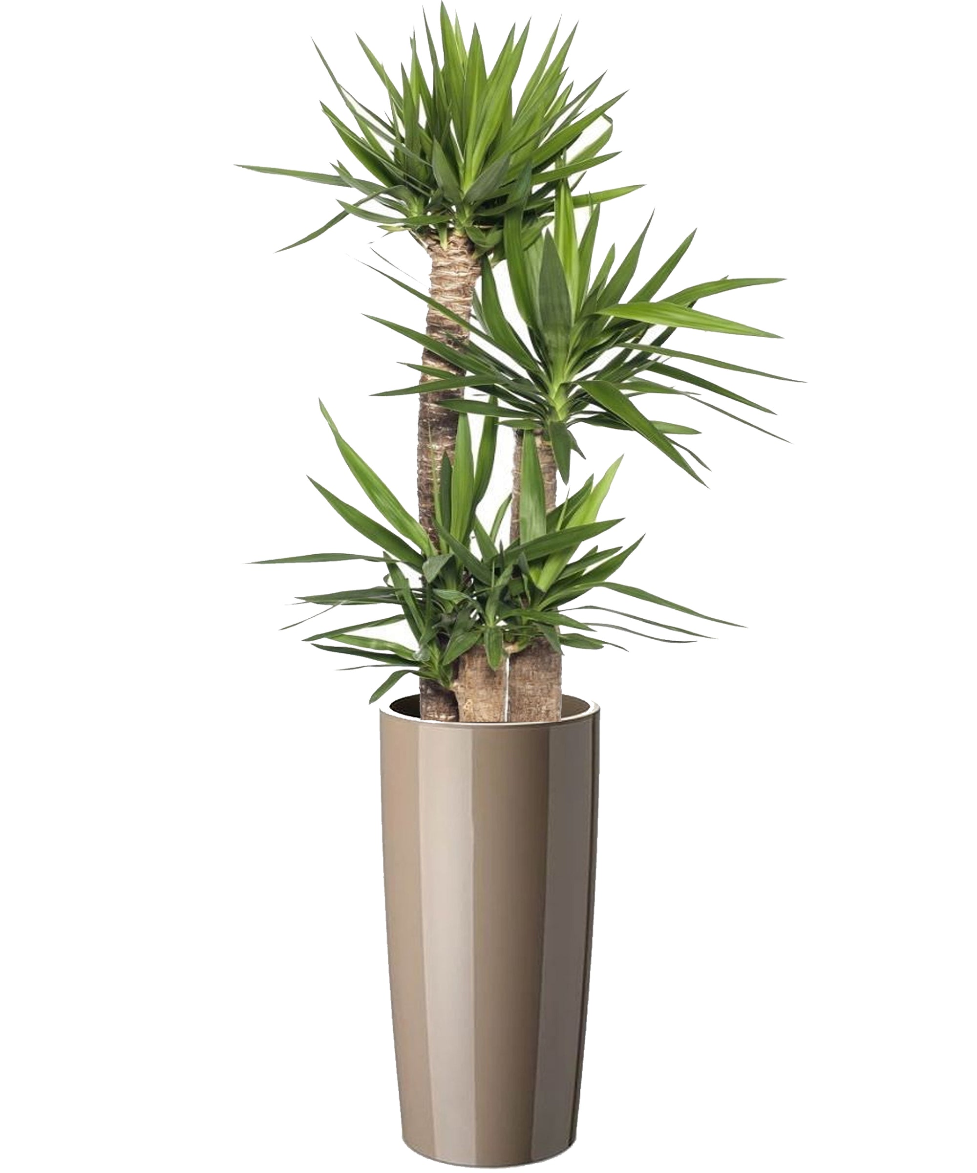 Yucca mega vip