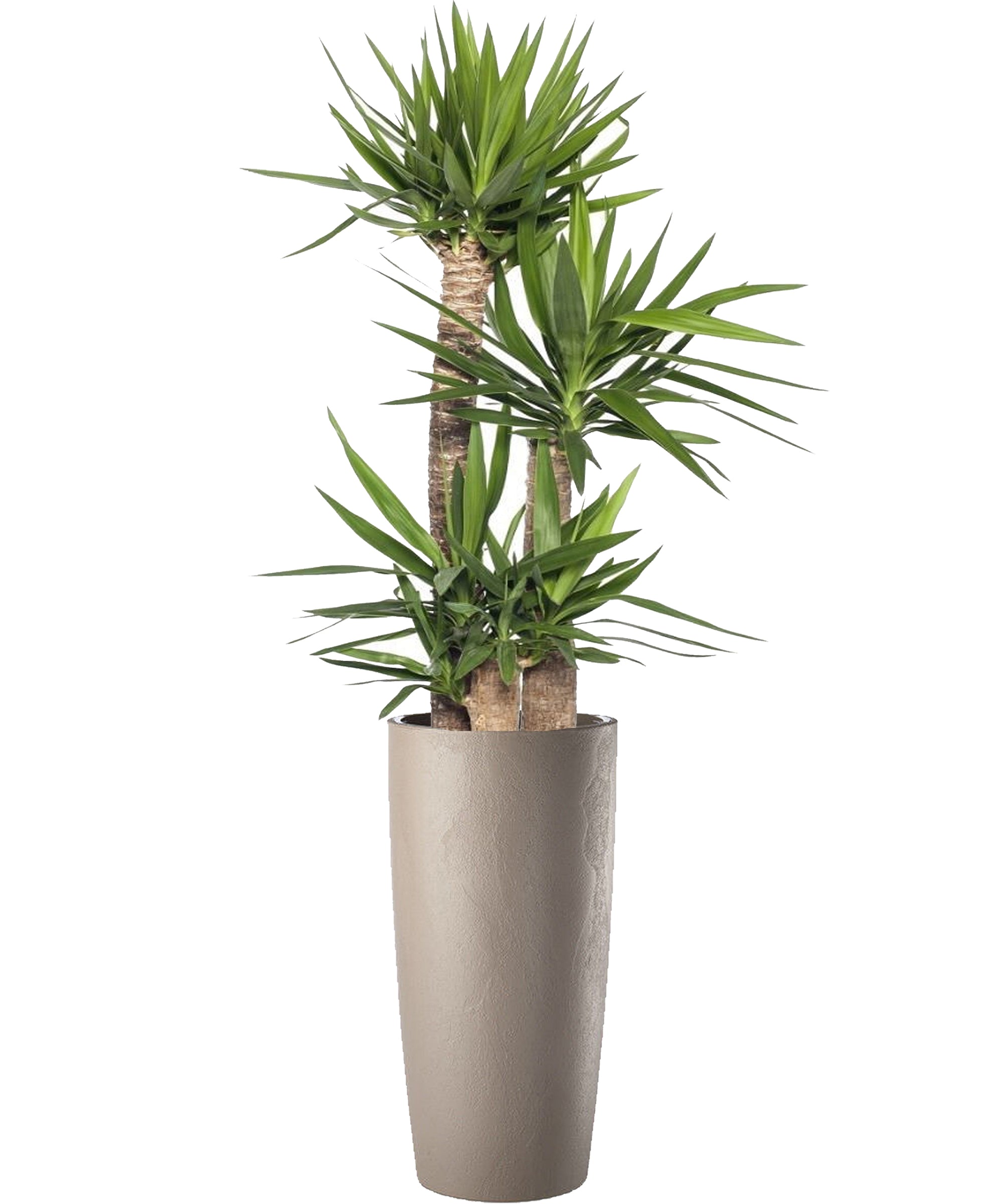 Yucca mega vip