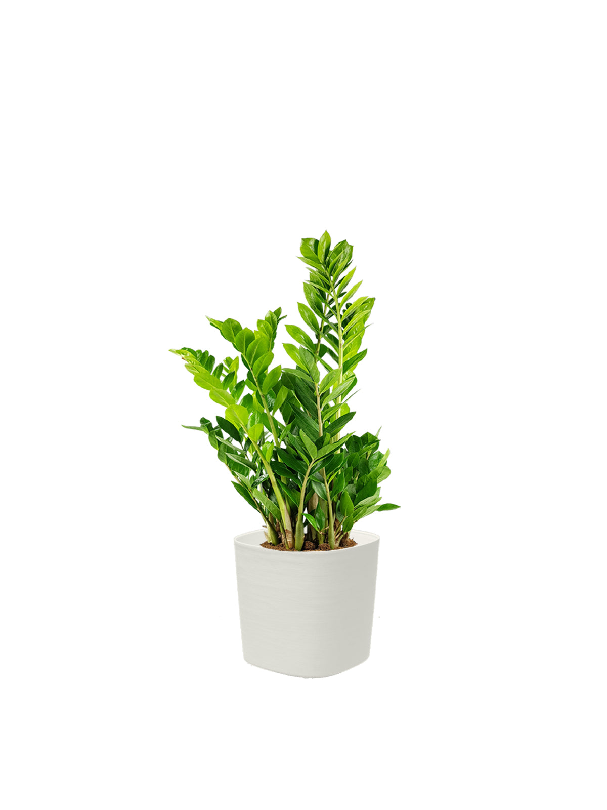 Zamia