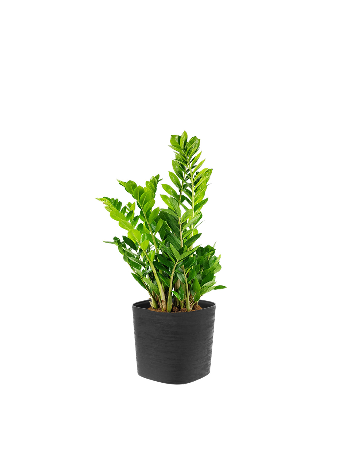 Zamia