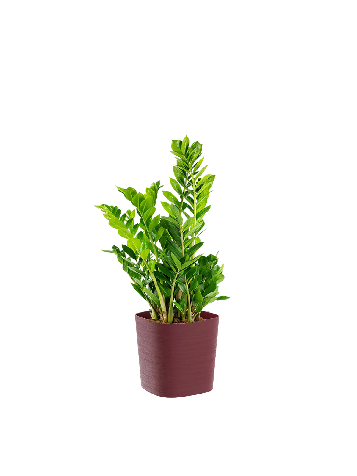 Zamia