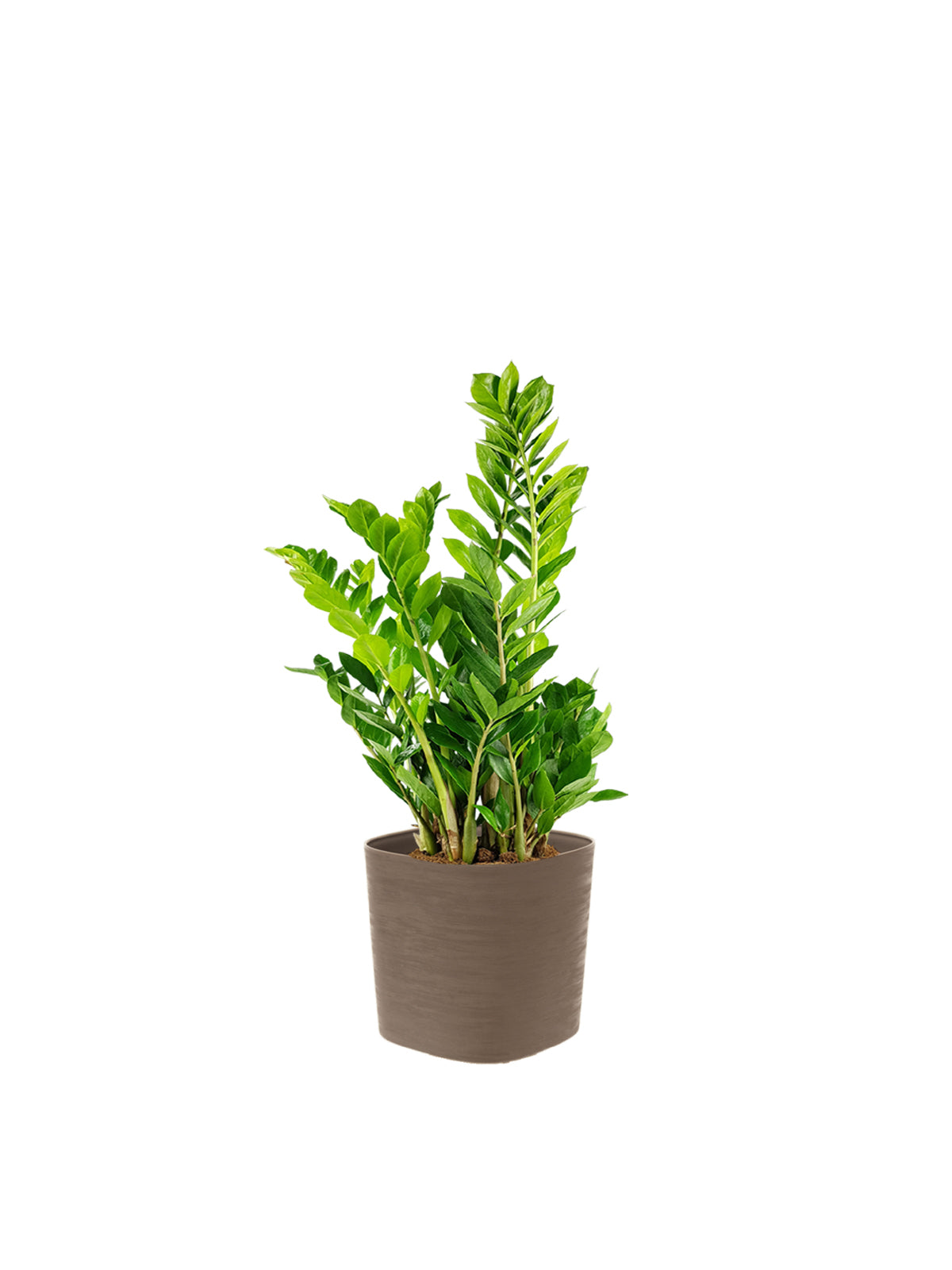 Zamia
