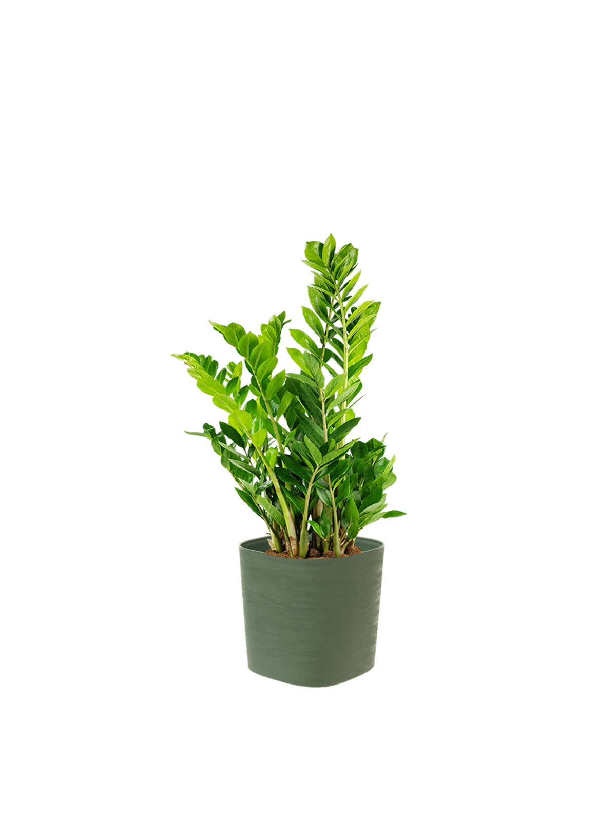 Zamia