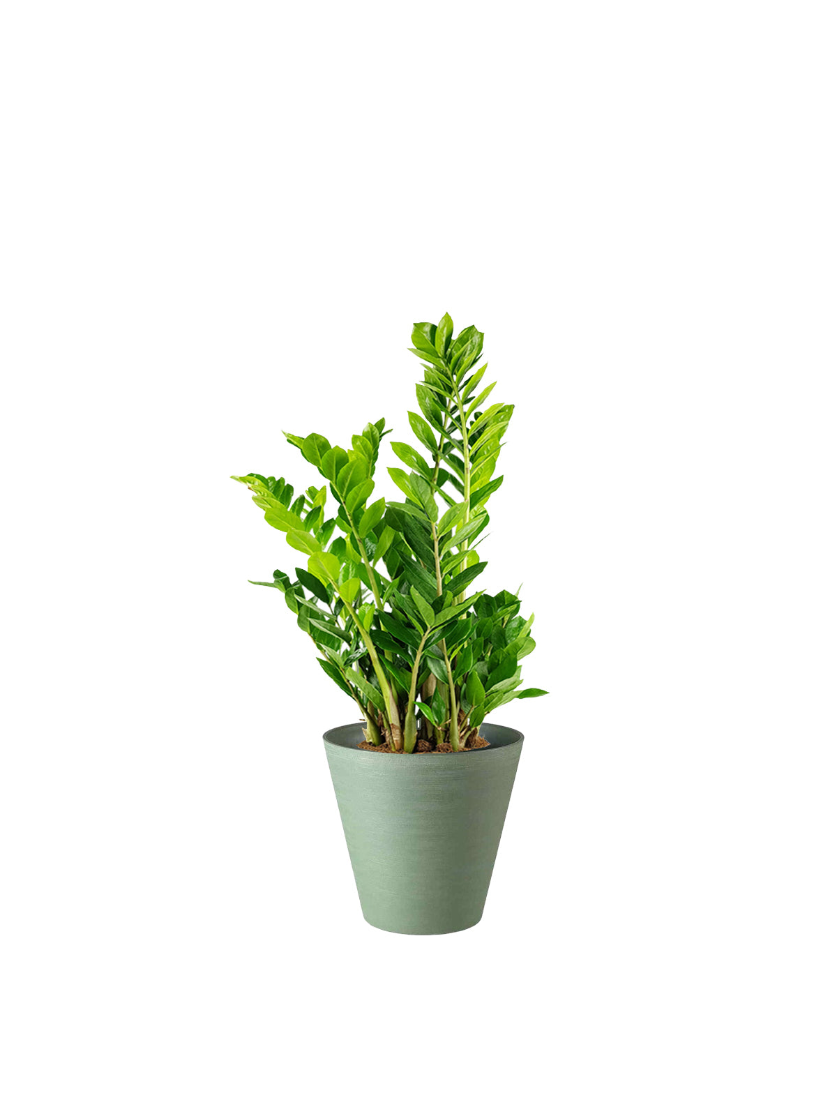 Zamia