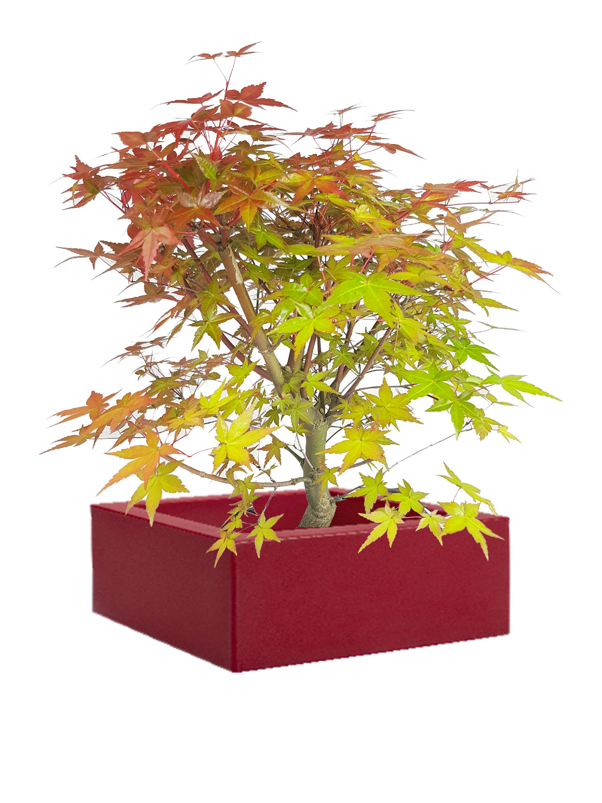 Acero rosso bonsai Red Wine - Fantastici bonsai di acero nel