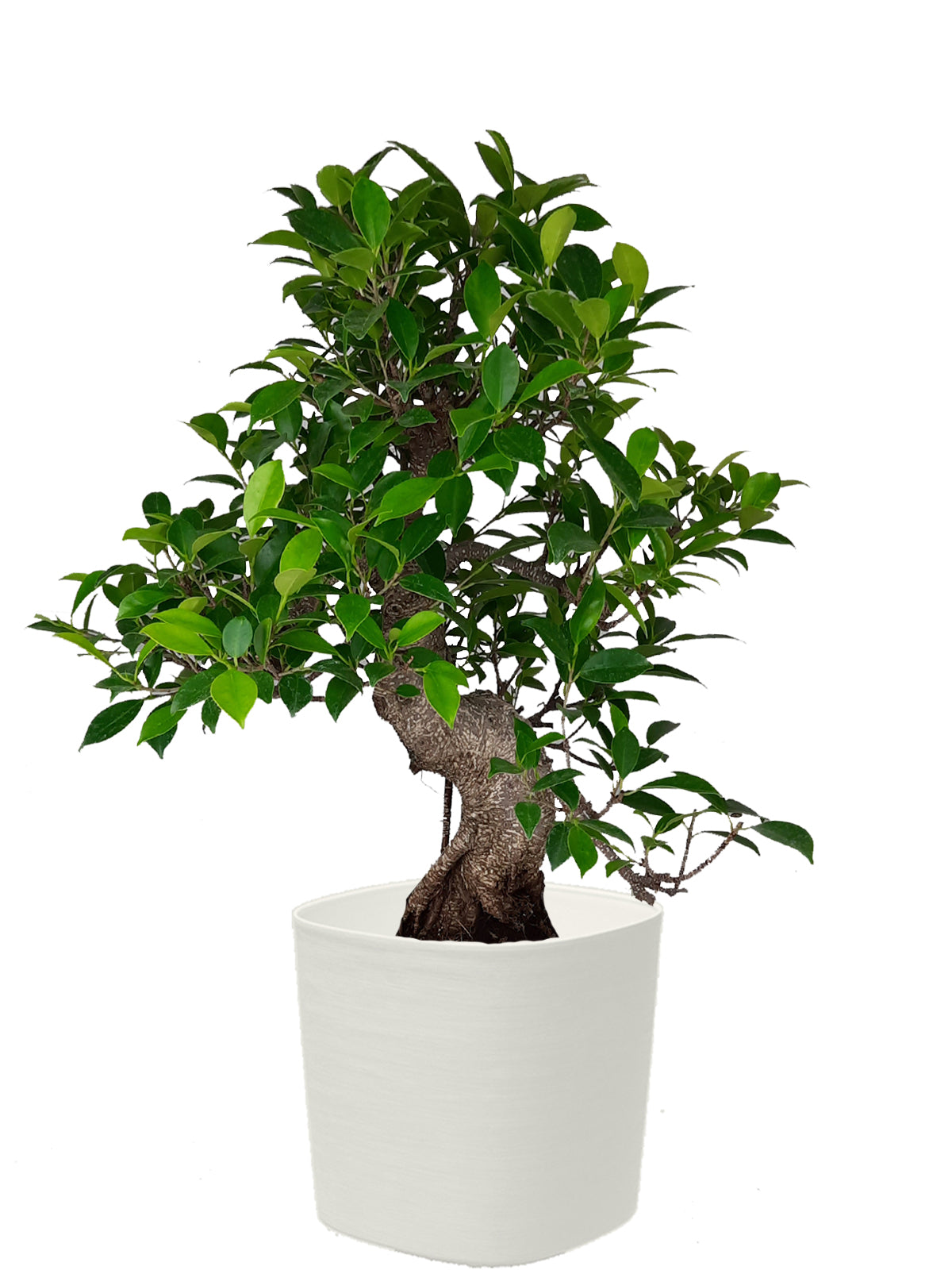 Bonsai Ficus esemplare