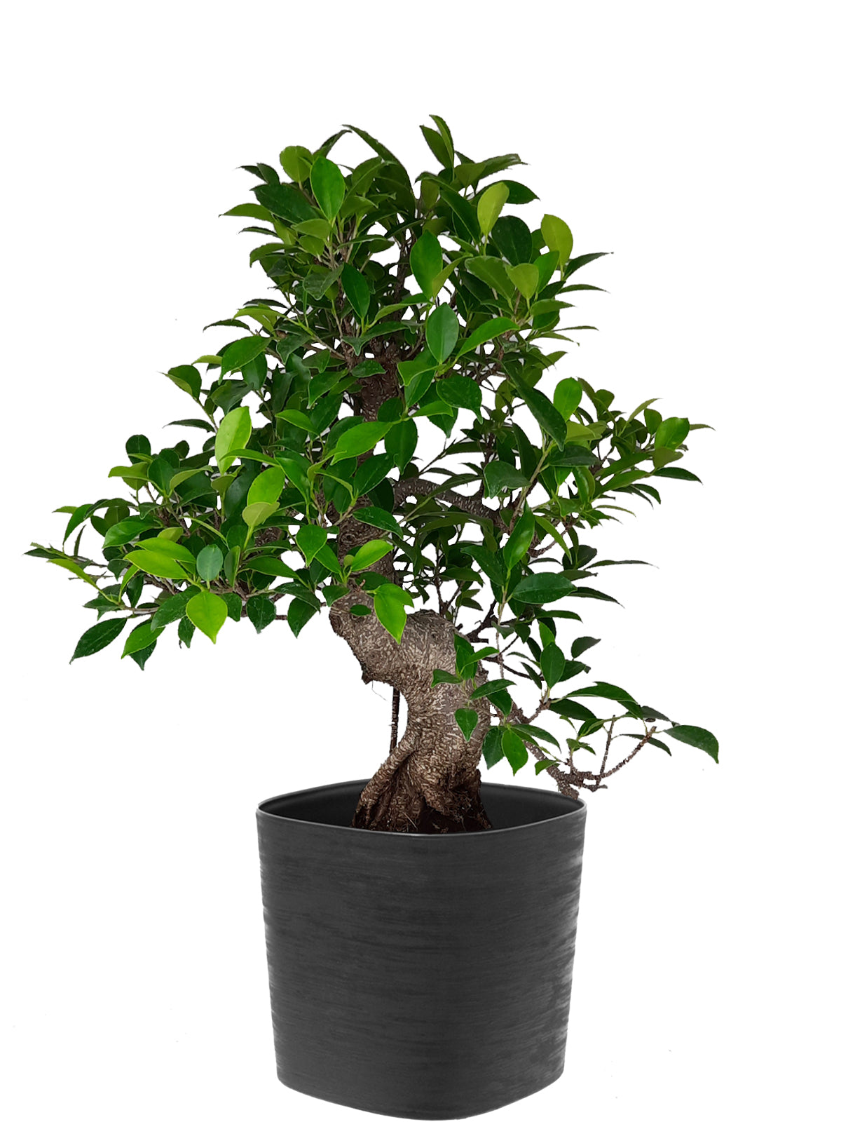 Bonsai Ficus esemplare