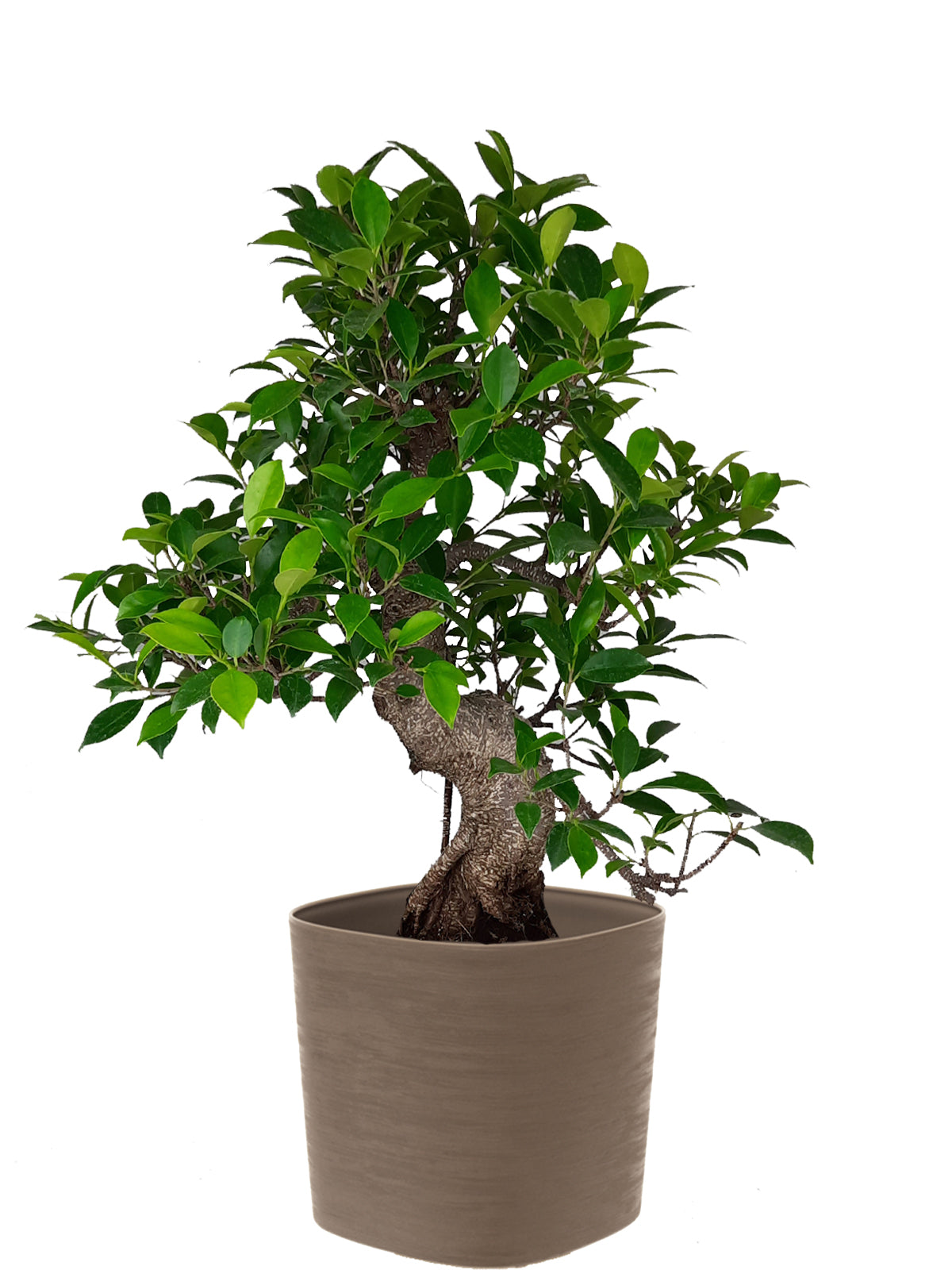 Bonsai Ficus esemplare