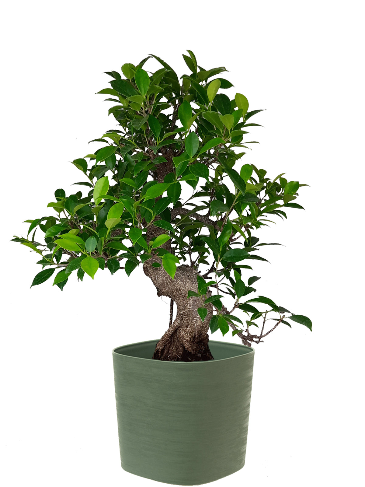 Bonsai Ficus esemplare