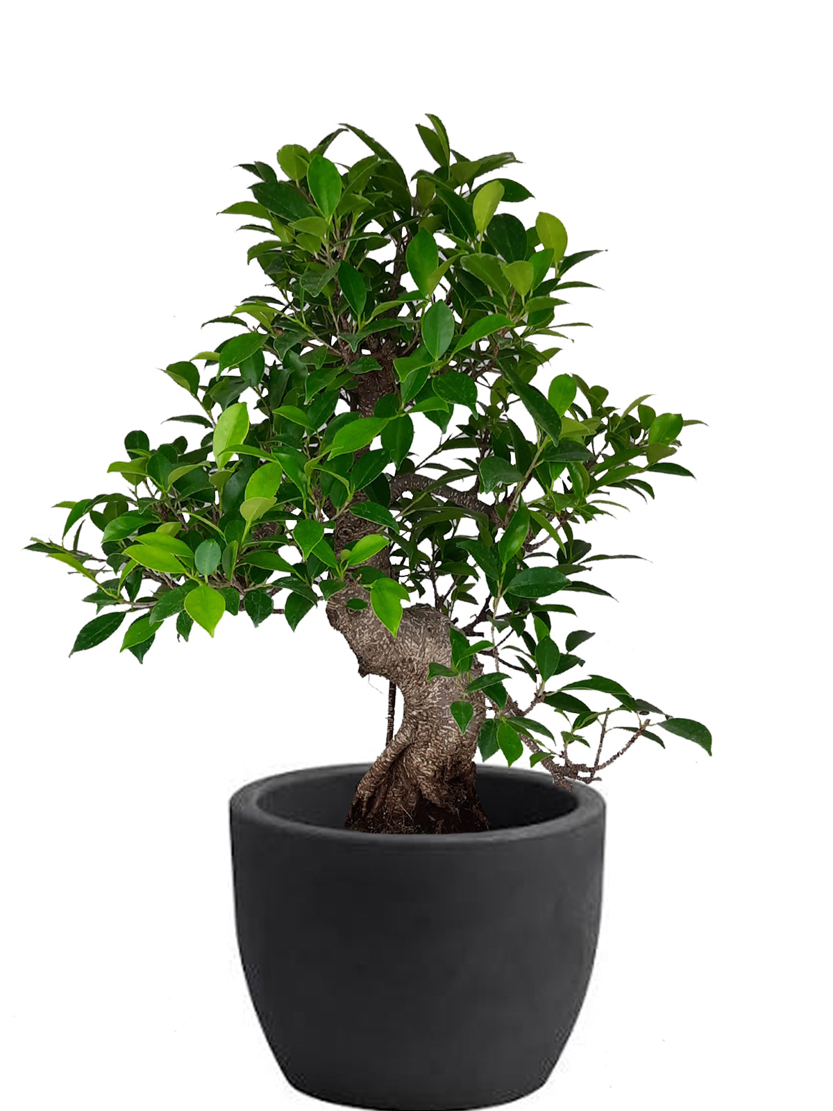 Bonsai Ficus esemplare