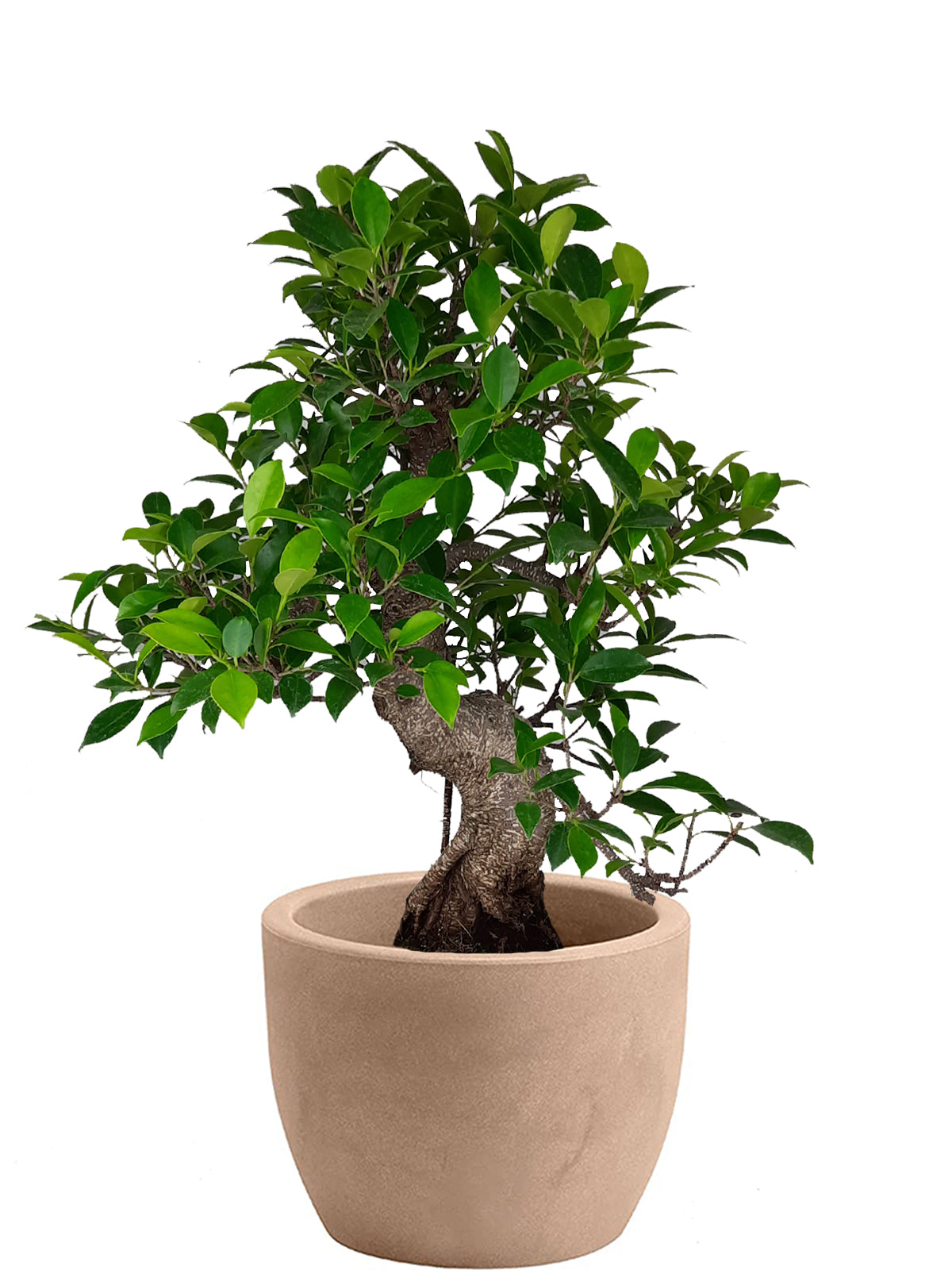 Bonsai Ficus esemplare