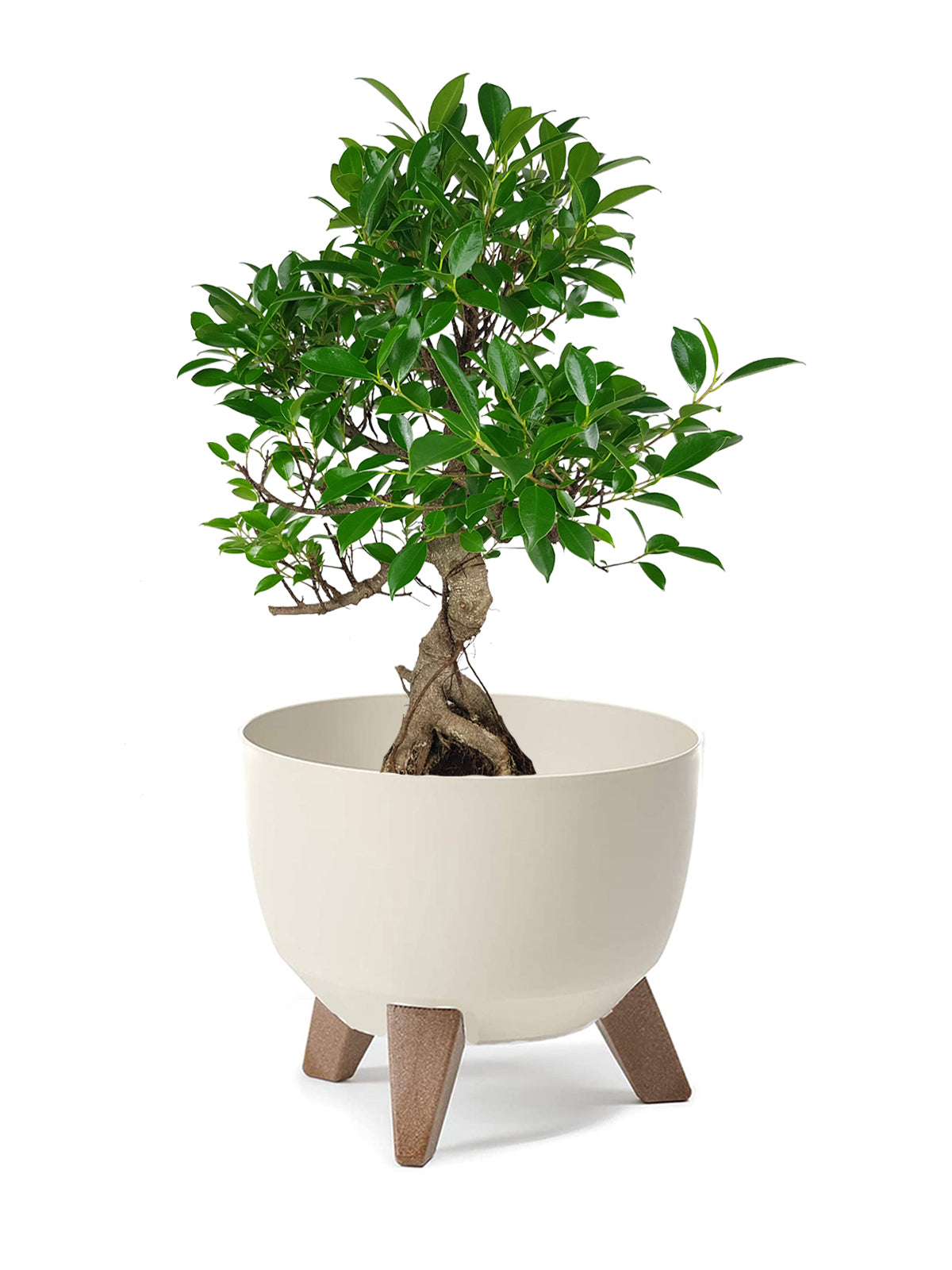 Bonsai Ficus grande