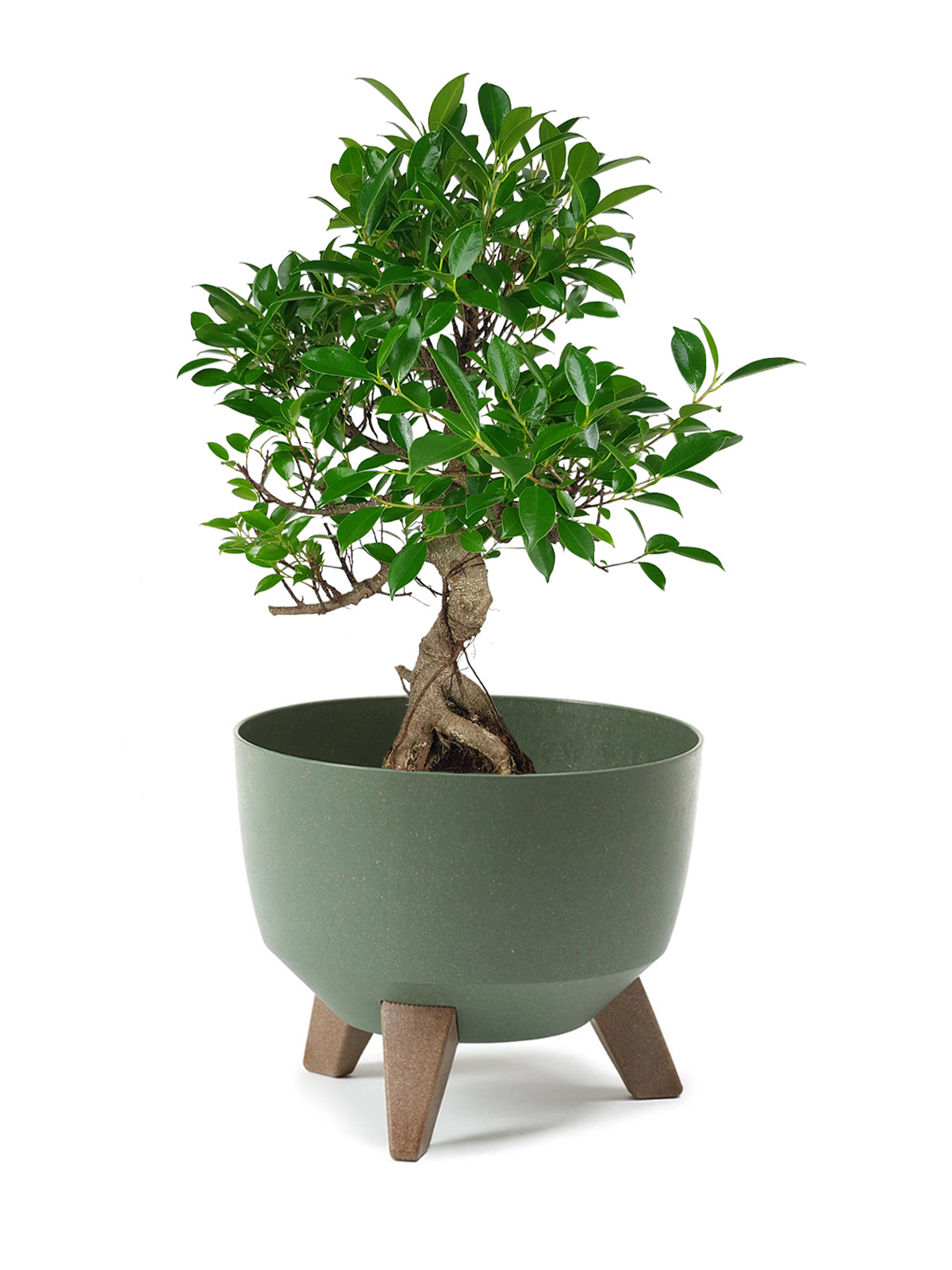Bonsai Ficus grande