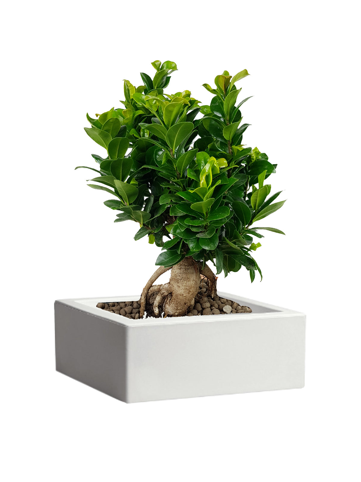 Jiangnan Filo per bonsai, 3,5 mm, rotolo da 500 g : : Giardino e  giardinaggio