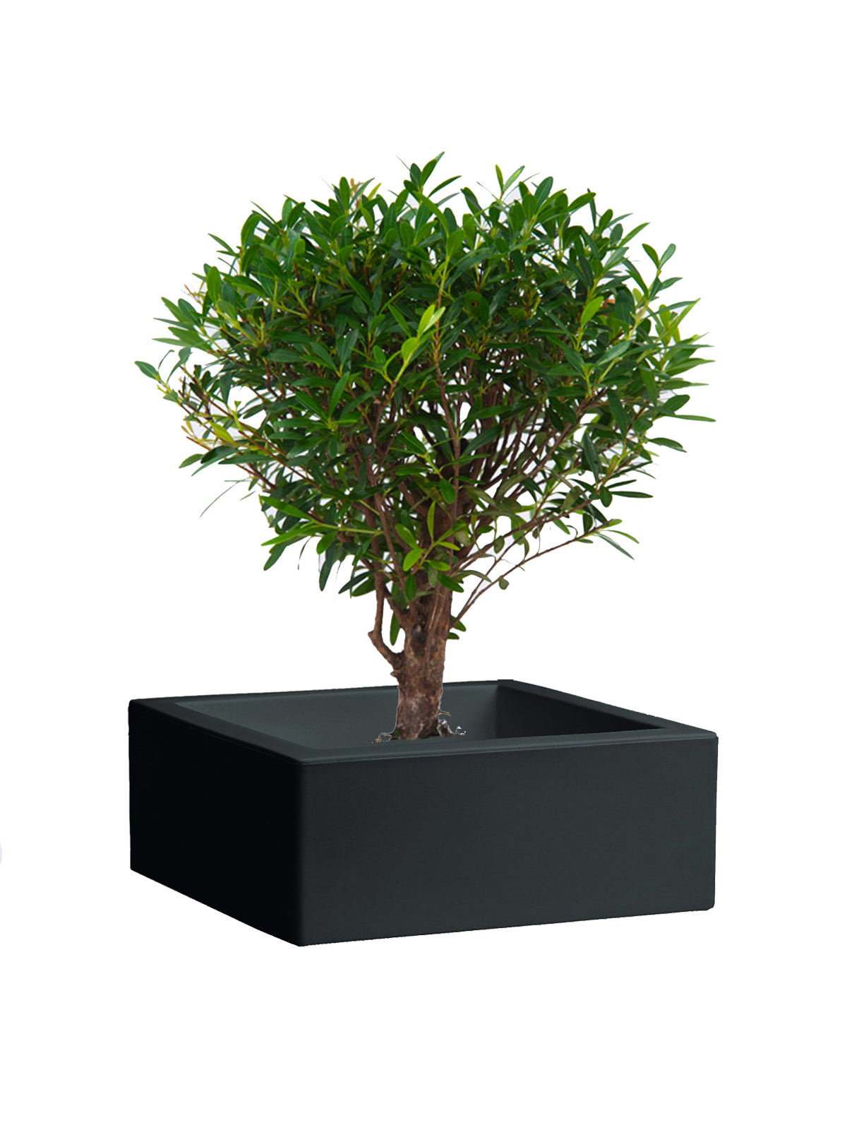 Mirto bonsai: alt. x largh. ca. 400 x 400 mm
