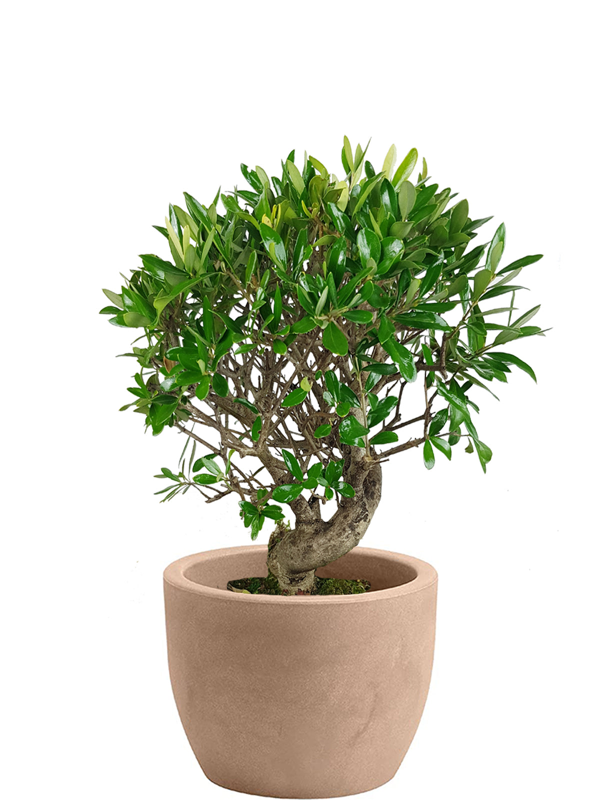 Bonsai Olivo esemplare