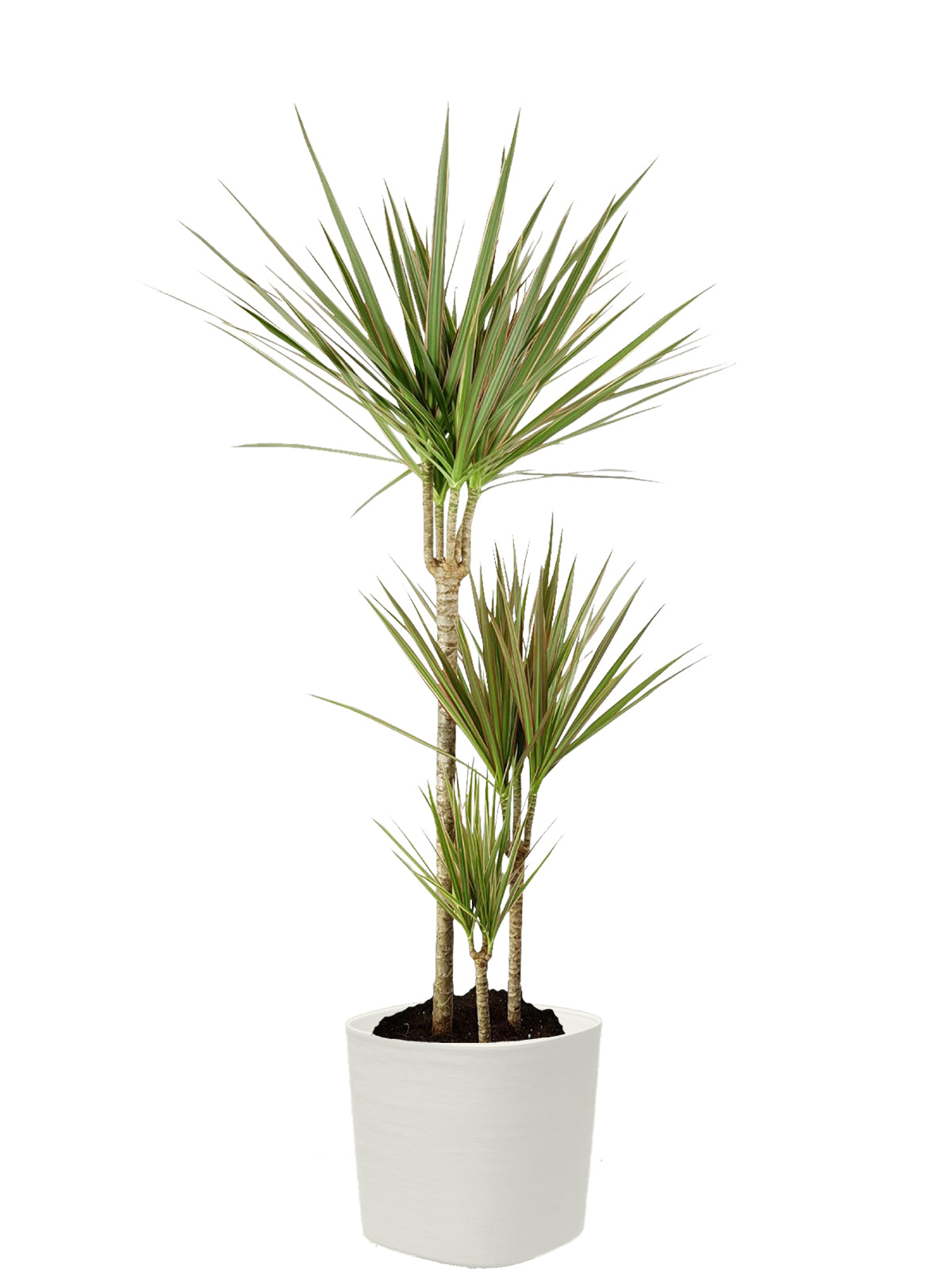 Dracena extra