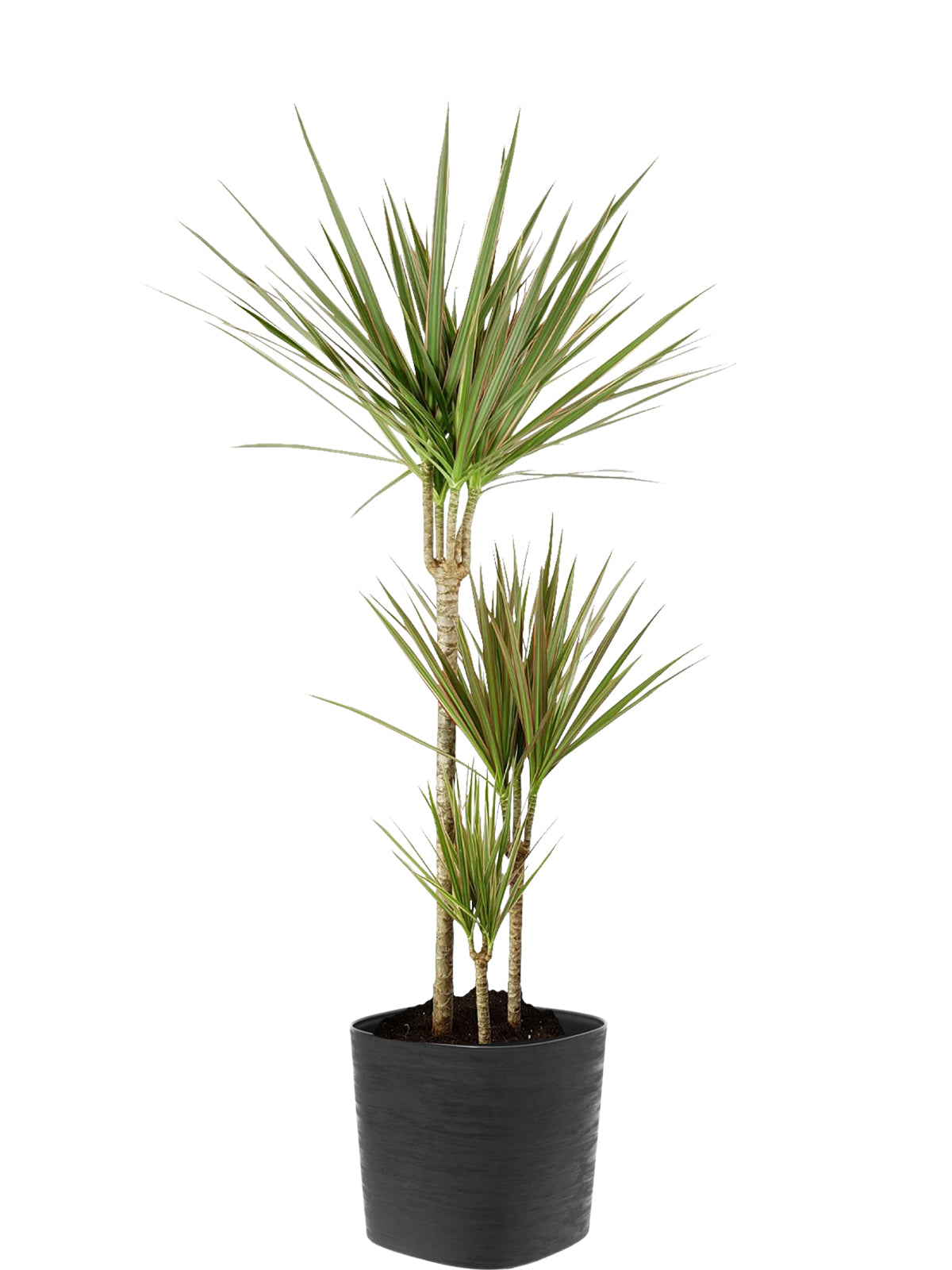 Dracena extra