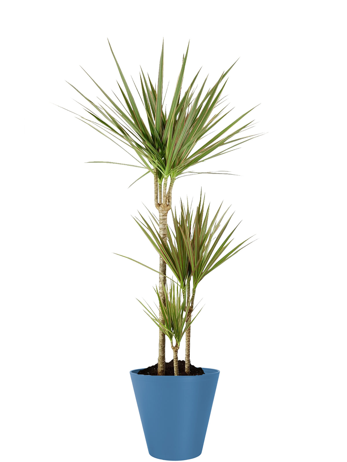 Dracena extra