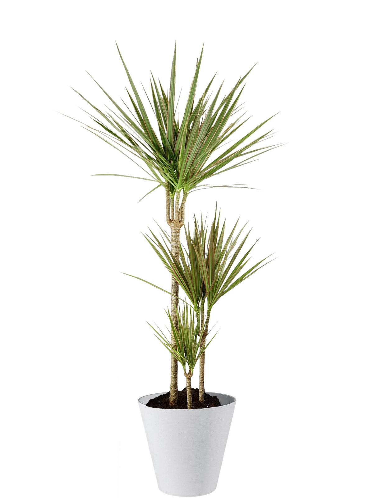 Dracena extra