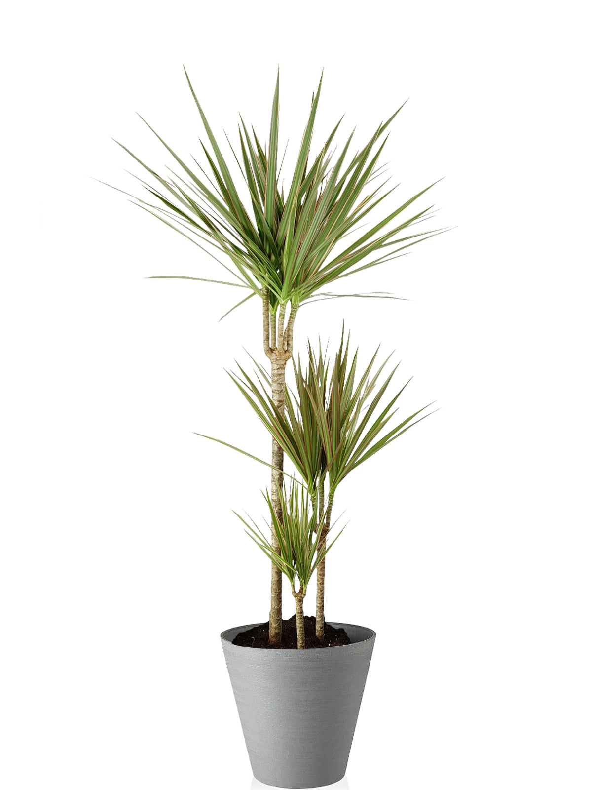 Dracena extra