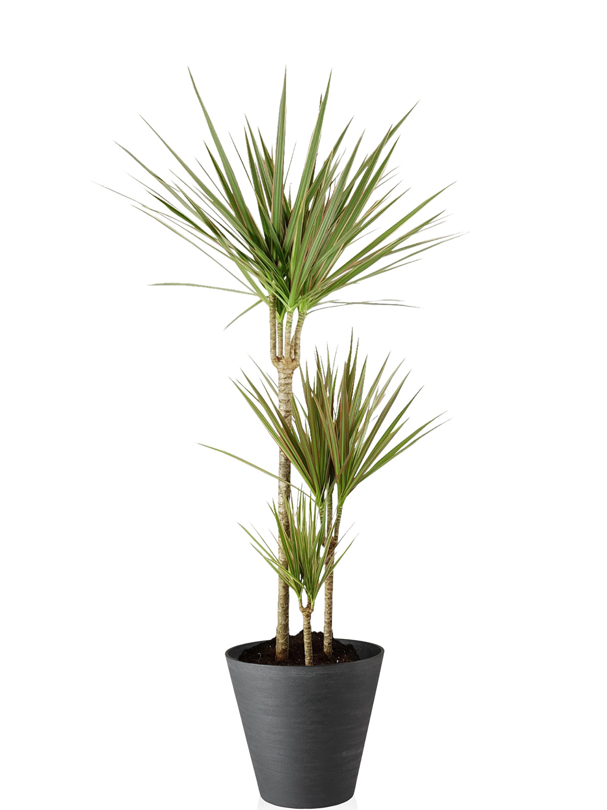 Dracena extra