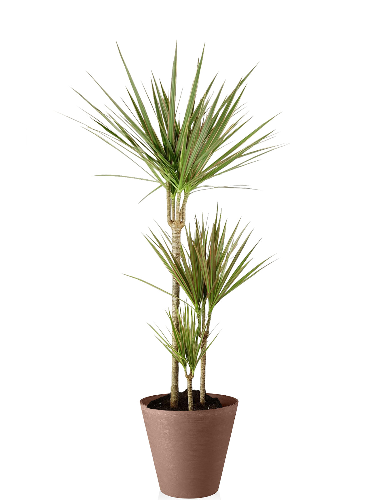 Dracena extra