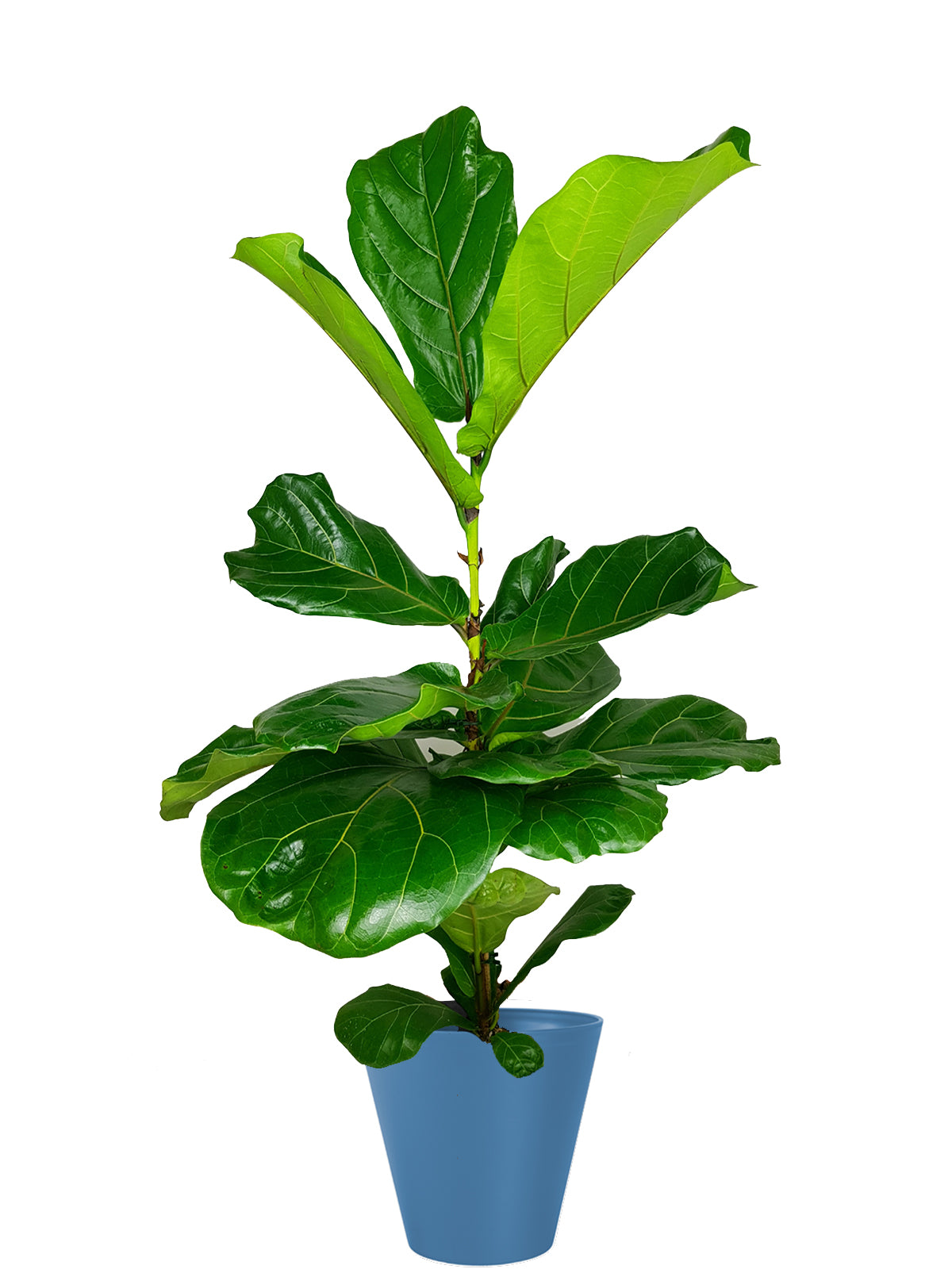 Ficus Lyrata extra