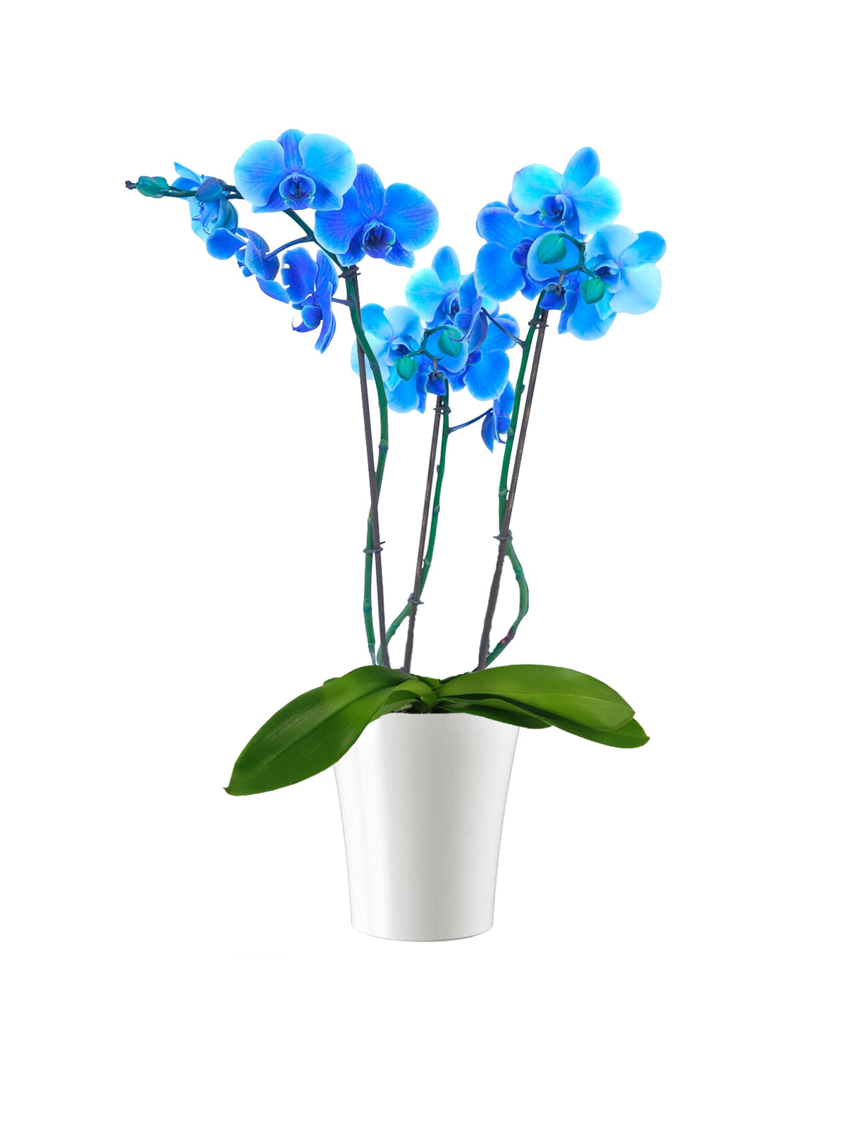 Orchidea Phalaenopsis blu
