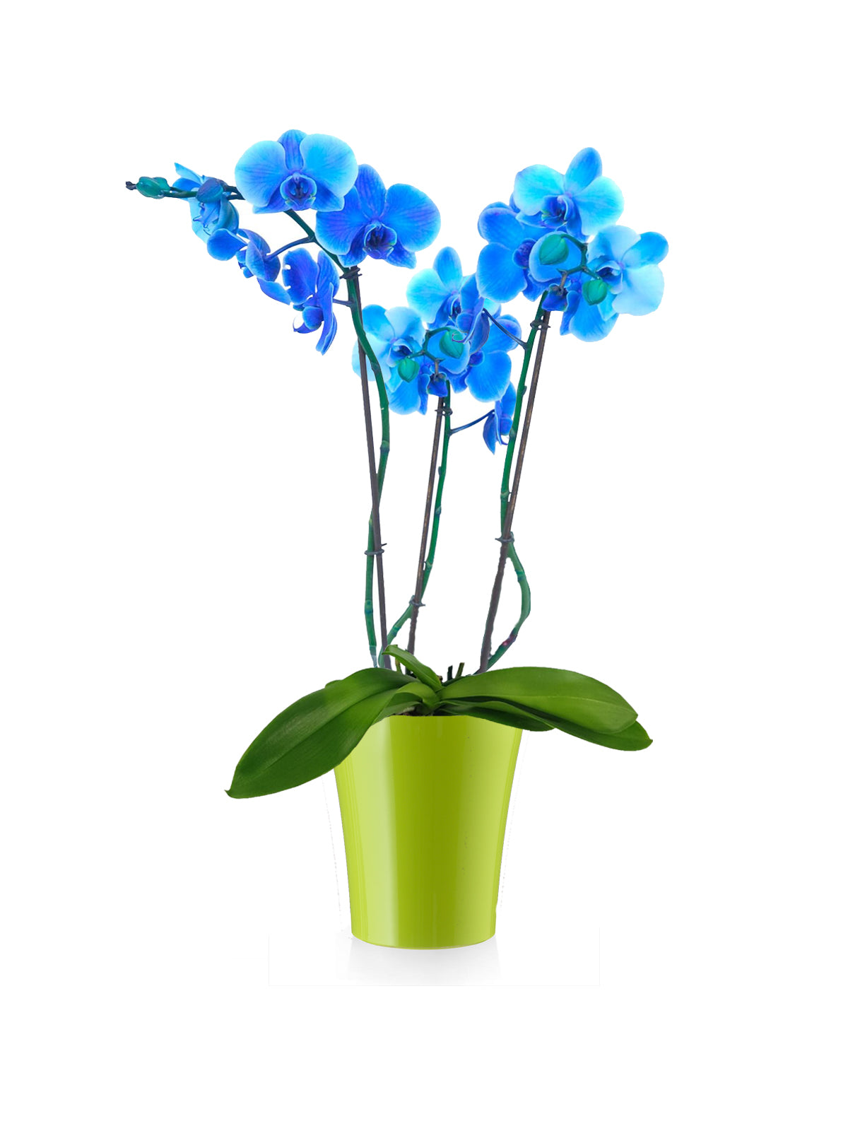 Orchidea Phalaenopsis blu
