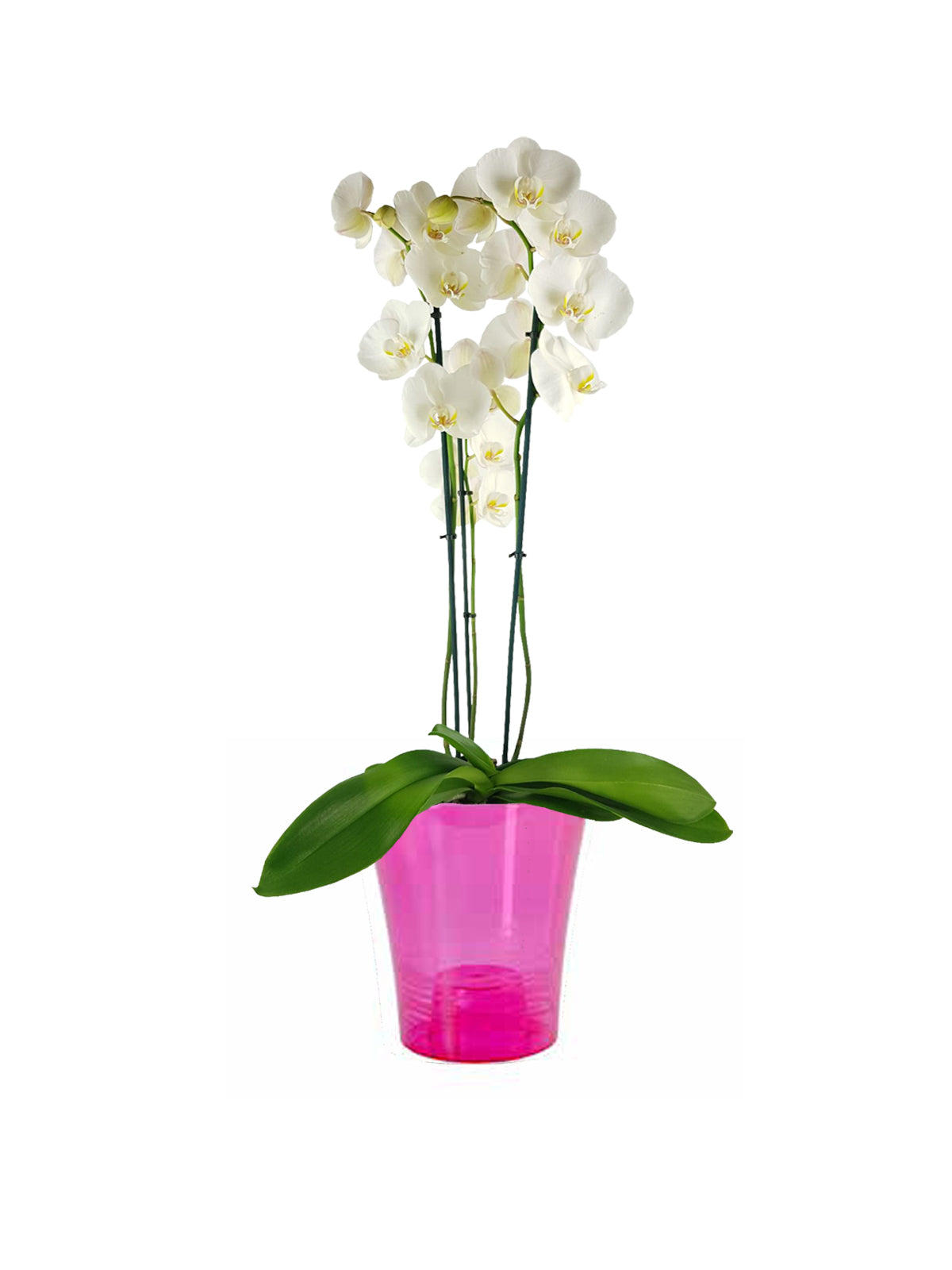 Orchidea Phalaenopsis