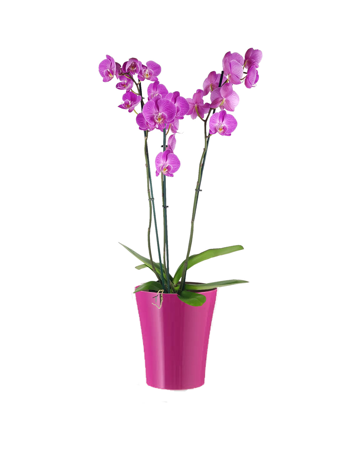 Orchidea Phalaenopsis lilla