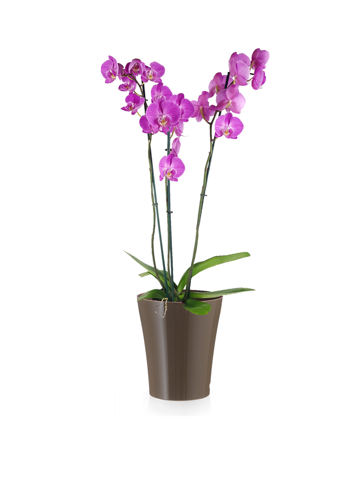 Orchidea Phalaenopsis lilla