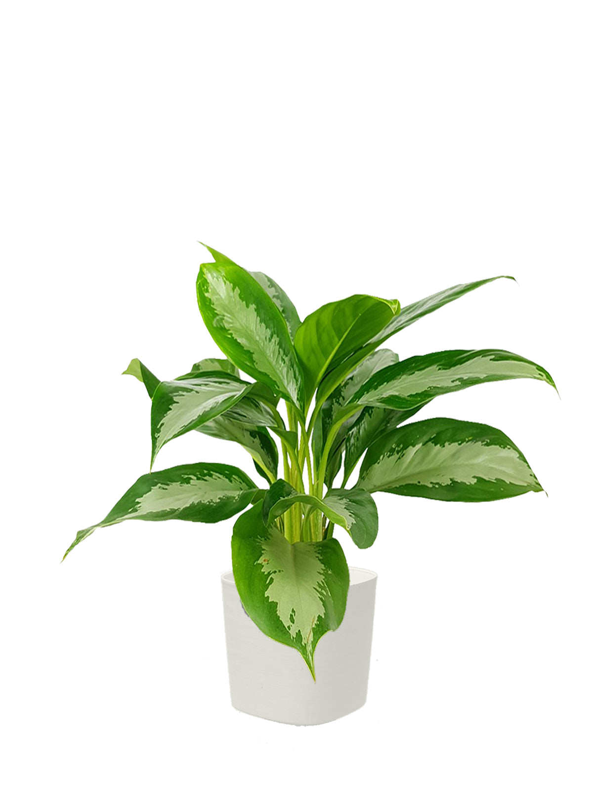 aglaonema pianta Pianta del Buio grande