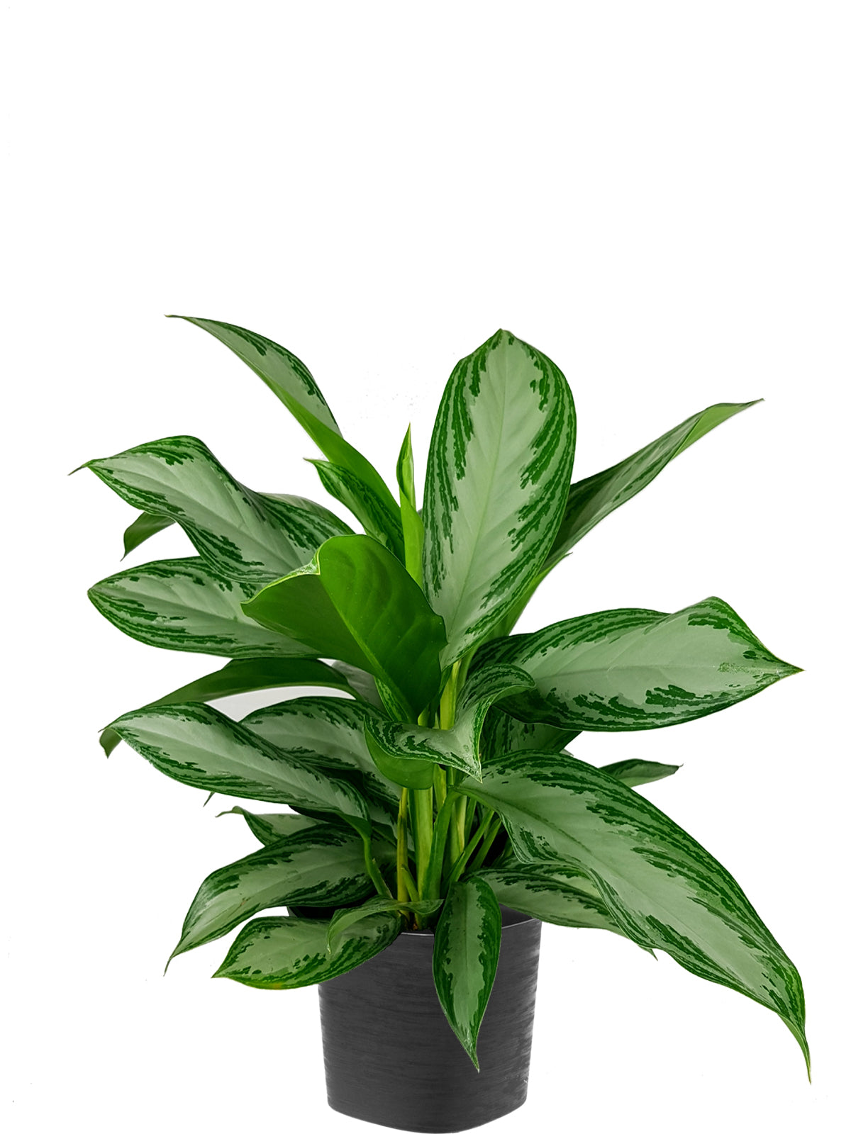 aglaonema pianta Pianta del Buio extra