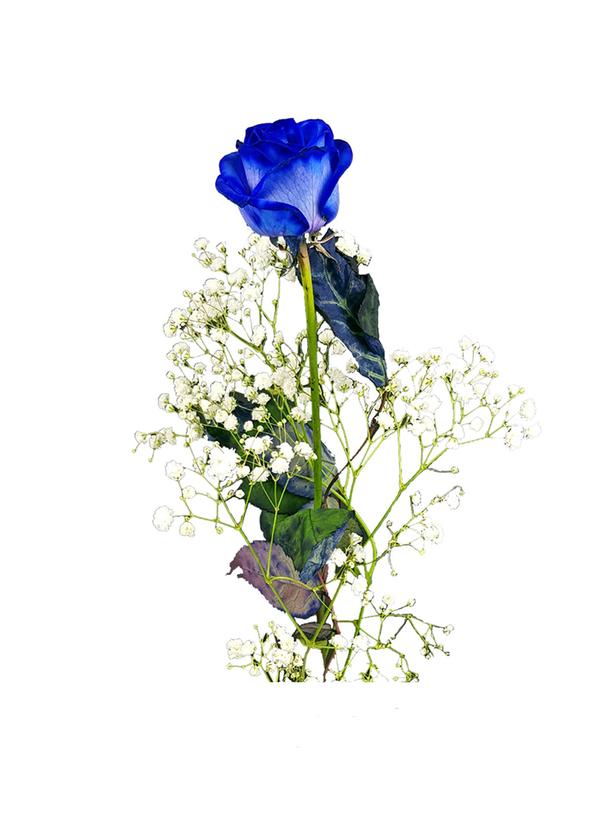 Rosa Blu - Casa delle Piante