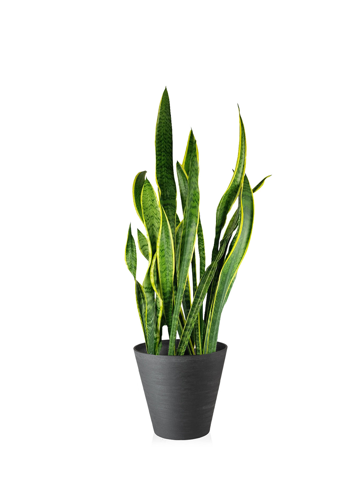 La Sansevieria - Sansevieria trifascata - Piante appartamento - Coltivare la sansevieria La Sansevieria - Sansevieria trifascata - Piante appartamento - Coltivare la sansevieria