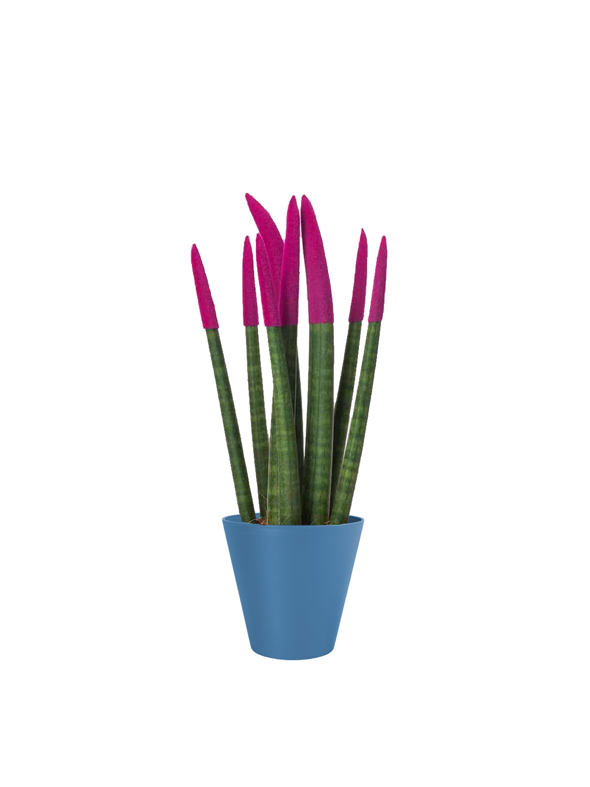 sansevieria pianta Sansevieria Colorata